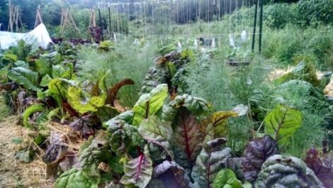 Homesteading Checklist for June: Wild Food Foraging, Berry Preservation, and More Image